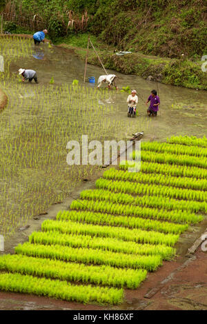 Terrazze di riso di Banaue, Filippine Foto Stock