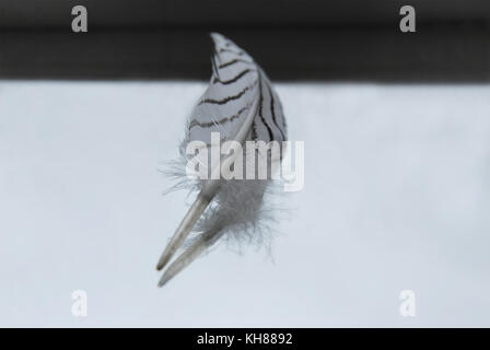 Il motley bianco-nero di piuma di un fagiano giace su uno specchio di riflessione Foto Stock