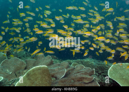 Scuola di fucilieri gialli che nuotano sopra la barriera corallina a Coron, Filippine Foto Stock