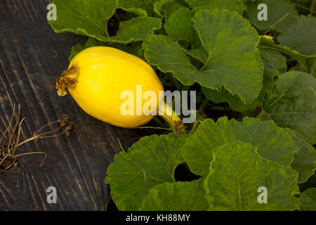 CLOSE UP di zucca crescente sulla vite Foto Stock