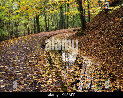 Caduto Foglie di autunno nel mulino Leat in Skipton Castle boschi a Skipton North Yorkshire, Inghilterra Foto Stock