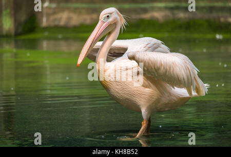 Great White pelican guadare attraverso acqua SWAMP Foto Stock