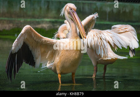 Great White pelican guadare attraverso la palude di acqua con ali stese Foto Stock