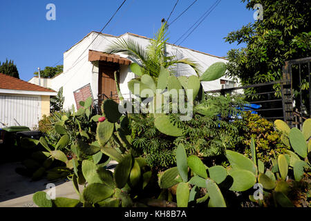 Nopal cactus di crescita della pianta al di fuori di una casa a Los Feliz, Los Angeles, California USA KATHY DEWITT Foto Stock