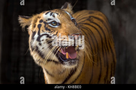 Royal tigre del Bengala in vista ravvicinata. la tigre del Bengala è una delle specie più minacciate nel mondo. Foto Stock