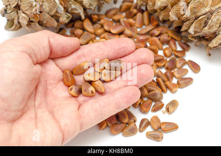 Coni e dadi di cedro siberiano pino in mano. (Pinus sibirica) Foto Stock