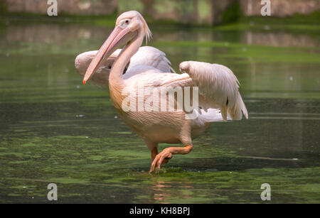 Great White pelican guadare attraverso la palude di acqua con ali stese Foto Stock