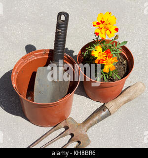 Vasi per piante, utensili da giardinaggio & french calendula fiori in un vaso, girato da sopra Foto Stock