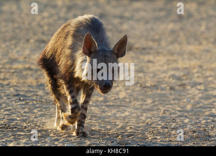 La iena marrone (Hyaena brunnea), passeggiate, deserto Kalahari, kgalagadi parco transfrontaliero, sud africa Foto Stock