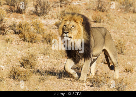 Nero-maned lion (panthera leo vernayi), maschio, roaming deserto Kalahari, kgalagadi parco transfrontaliero, sud africa Foto Stock