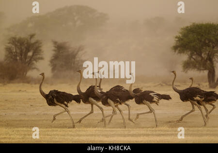 Gli struzzi (Struthio camelus) che eseguono le femmine come una tempesta di sabbia si avvicina, deserto Kalahari, kgalagadi parco transfrontaliero Foto Stock