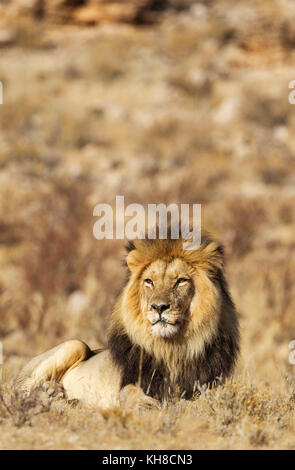 Nero-maned lion (panthera leo vernayi), maschio, riposo, deserto Kalahari, kgalagadi parco transfrontaliero, sud africa Foto Stock