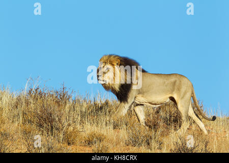 Nero-maned lion (panthera leo vernayi), maschio, in roaming su un'erba-cresciute duna di sabbia, deserto Kalahari, kgalagadi parco transfrontaliero Foto Stock