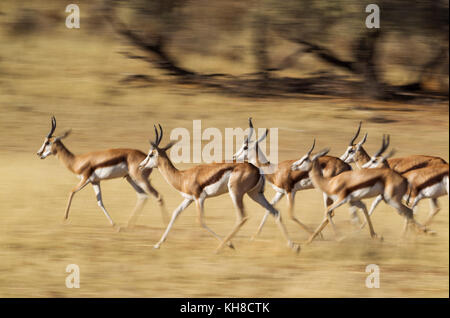 Springboks (Antidorcas marsupialis), allevamento in esecuzione a secco auob riverbed, deserto Kalahari, kgalagadi parco transfrontaliero Foto Stock