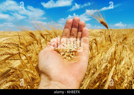 L'oro raccolto in mano Foto Stock