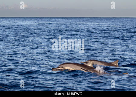 Spinner (delfini Stenella longirostris) nuotare nell'oceano indiano a Maurizio, africa. Foto Stock