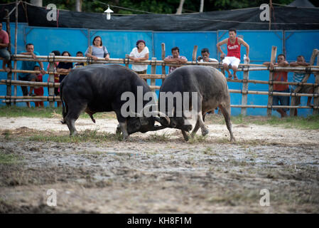 Thailandia, combattendo buffalo (Bubalus bubalis), combattendo.Caption locale *** mammifero,animale domestico,bufalo d'acqua,bull,Bubalus bubalis,lotta,combattimenti Foto Stock