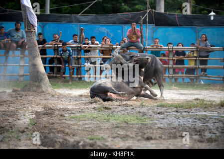 Thailandia, combattendo buffalo (Bubalus bubalis), combattendo.Caption locale *** mammifero,animale domestico,bufalo d'acqua,bull,Bubalus bubalis,lotta,combattimenti Foto Stock