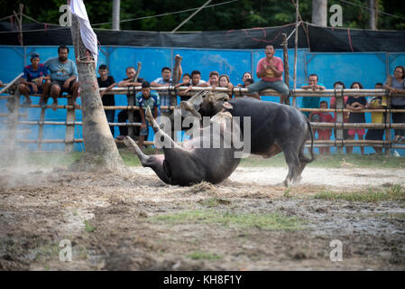 Thailandia, combattendo buffalo (Bubalus bubalis), combattendo.Caption locale *** mammifero,animale domestico,bufalo d'acqua,bull,Bubalus bubalis,lotta,combattimenti Foto Stock