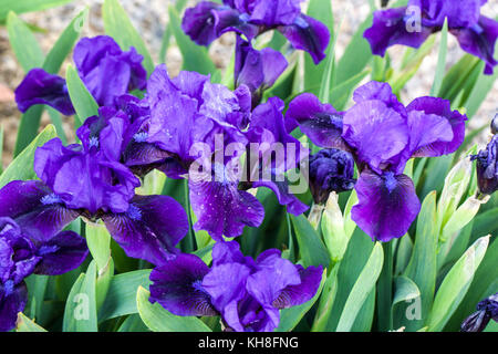 Nano standard Iris barbata nana Iris ' Adrienne Taylor ', Iris fiore blu Foto Stock