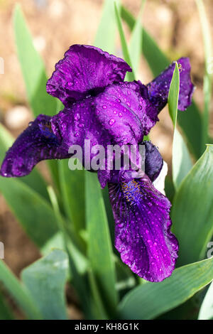 Standard Dwarf Bearded Iris barbata nana ' Royal Midget ' Foto Stock