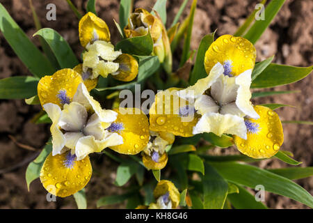 Standard Dwarf Bearded Iris barbata nana ' Knockout ' giallo cade blu barba iris miniatura Foto Stock