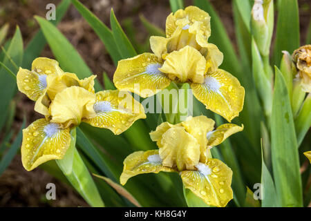 Nana standard Iris giallo anartide fiori Barbata nana 'Olive accento', giallo mini iris fiore nana Irises Foto Stock