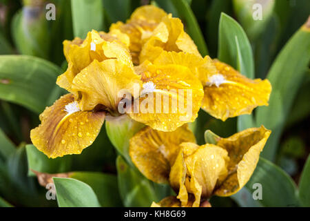 Standard Dwarf Bearded Iris barbata nana 'Little Haiwata', iris fiore giallo miniatura iris Foto Stock