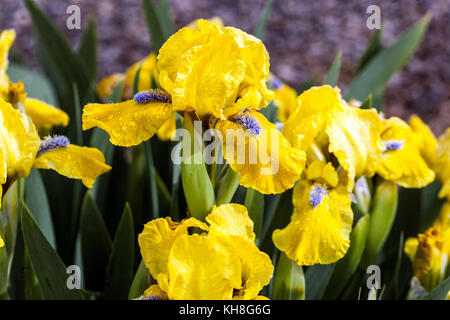 Standard Dwarf Bearded Iris barbata nana 'Galleon Gold', Iris flower yellow, Miniature Dwarf Iris Blue Stamens Foto Stock