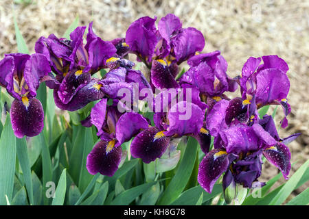 Iris barbata nana nana standard barbata viola nana Iris "Royal Blush" Irises Foto Stock