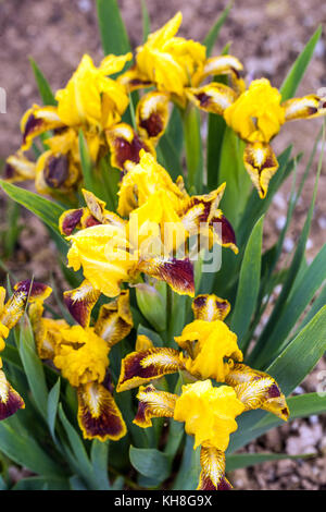 Standard Dwarf Bearded Iris barbata nana ' Goldhaube ' Foto Stock