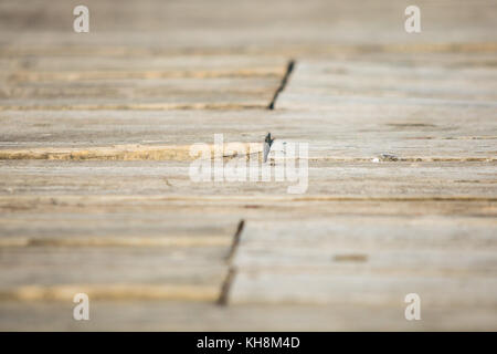 Il vecchio pavimento in legno per la tessitura Foto Stock