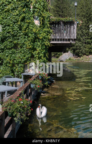 Il White Swan nel lago mosigo vicino a Dolomiti italiane scenario delle Alpi. Foto Stock