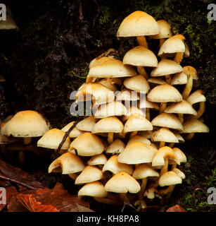 Ciuffo di zolfo funghi hypholoma fasciculare, funghi a tandle hill country park, tandle hill, royton, Oldham Foto Stock