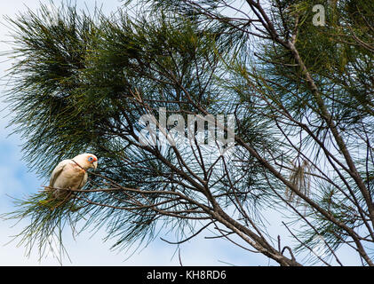 Goffin Cacatua nella struttura ad albero di Cape Byron Bay, Nuovo Galles del Sud, Australia. Foto Stock