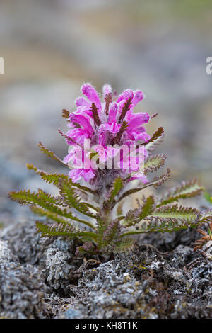 Lanosi lousewort / artico hairy lousewort (pedicularis dasyantha / pedicularis lanata ssp. dasyantha) hemiparasite fioritura della tundra, Svalbard Foto Stock