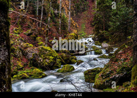 Un bellissimo scenario autunnale che mostra un punto di fusione da neve rigonfie ruscello di montagna che è in contrasto con il sempre verde di pini e muschio e caduti leav Foto Stock