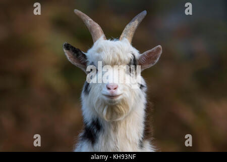 Capre selvatiche, Capra hircus, maschio e femmina close up ritratto in una giornata di sole su un lato montagna durante l'autunno in Scozia. Foto Stock