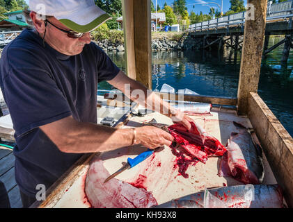 Uomo maturo eviscerare pesce al porto turistico di Quatiaski Cove sull'isola di Quadra, l'area dell'isola di Vancouver, British Columbia, Canada Foto Stock