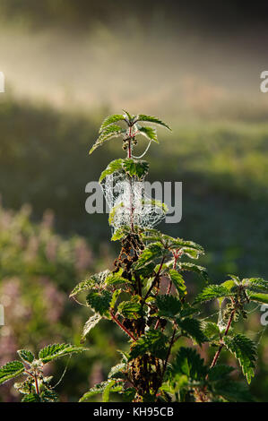 Bella spider web nelle prime ore del mattino Foto Stock