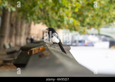 Autunno foto JEREMY SELWYN 11/10/2017 Credit: Evening Standard Foto Stock