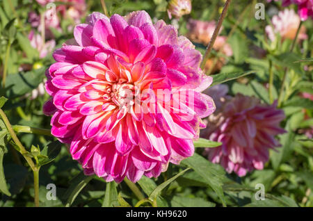 Chiudere su di un fiore su Dahlia Kalinka con inizio Rugiada di mattina Foto Stock