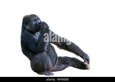 Western gorilla isolati su sfondo bianco Foto Stock