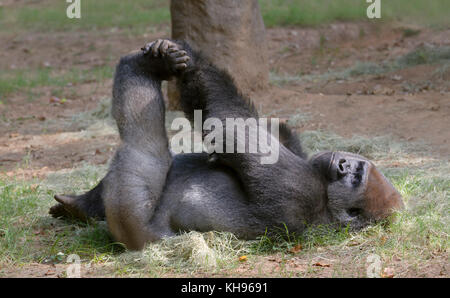 Fitness con gorilla nella pianura occidentale nello zoo di Atanta. Foto Stock