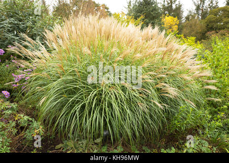 Erba ornamentale Miscanthus sinensis Adagio fioritura in ottobre in North Devon Regno Unito Foto Stock