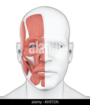 Umano i muscoli del viso anatomia Foto Stock