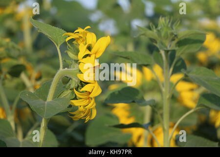 Vista laterale di un girasole Foto Stock