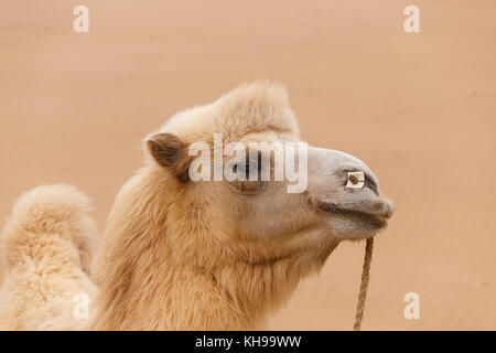 Camel,badain jaran Foto Stock