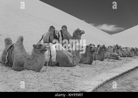 Cammelli a riposo, badain jaran Foto Stock