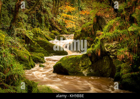 Il colore di autunno del Galles occidentale in tutto e gloria, piacevoli passeggiate lungo il fiume ceri ti porta a queste fantastiche Cascate di acqua Foto Stock